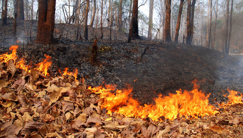 Illustration for article titled Science of the Fiery Dust Devil Spawned by a Controlled Burn